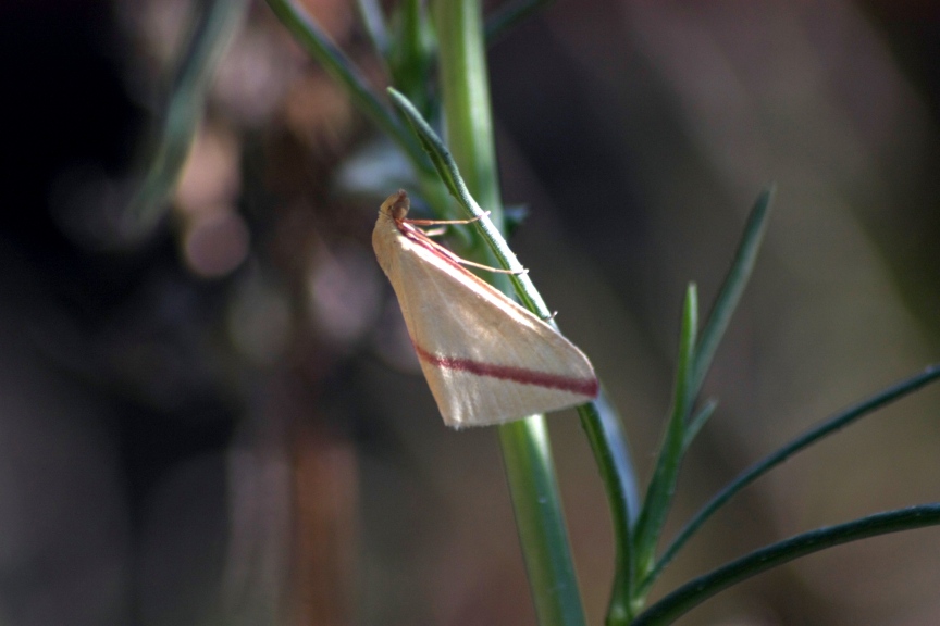 Aiuto e conferme ID